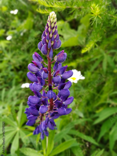 Detail view on beautiful purple meadow flower.