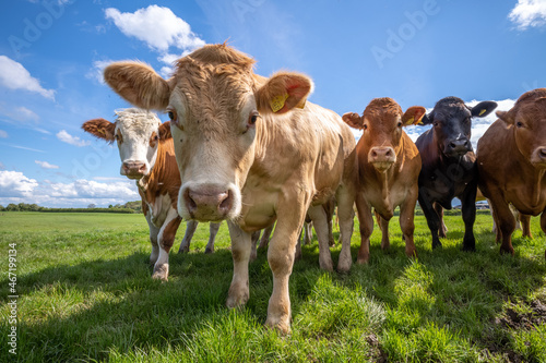 Cows create methane gas which contributes to global warming. photo
