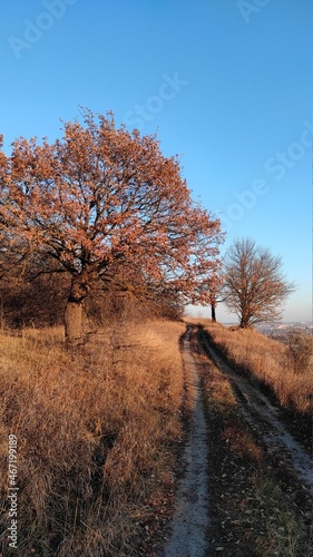 autumn in the forest