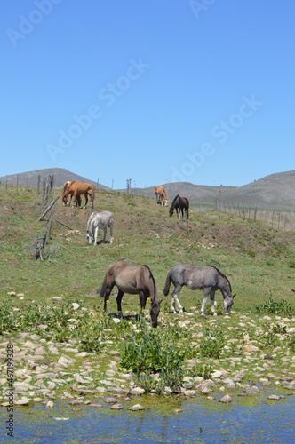 tropilla de caballos en manada comiendo al costado de un arroyo