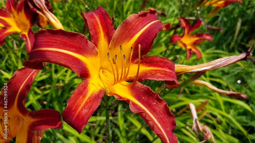 Detail of beautiful red Daylilie flower in the town's park.