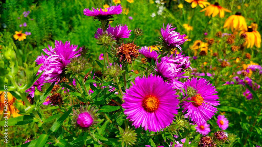 Detail of beautiful purple aster flower in the town's park. There is also Black-eye Susan in the background. Detail of beautiful purple aster flower in the town's park. There is also Black-eye Susan in the background.