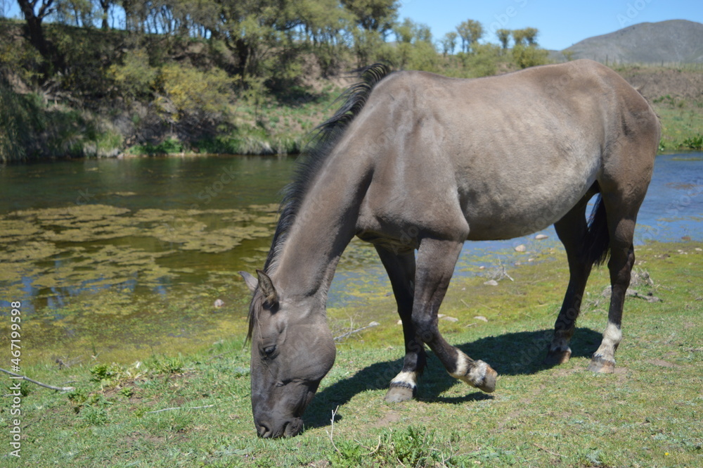 Fototapeta premium caballo comiendo al costado del arroyo en el pasto verde