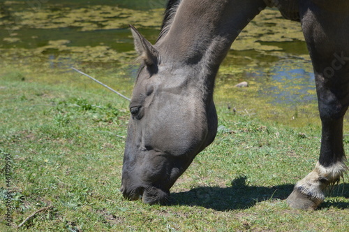 primer plano caballo comiendo pasto