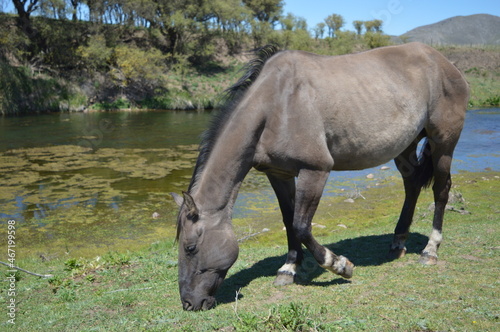 caballo comiendo al costado del arroyo en el pasto verde