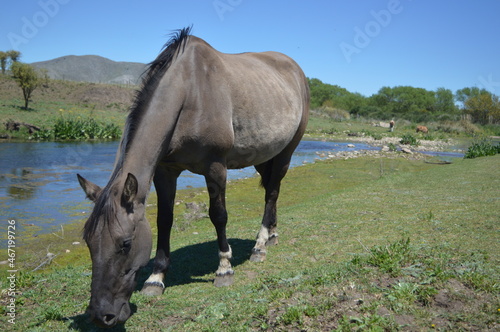 caballo comiendo en el costado de un arroyo