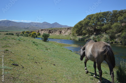 arroyo caballo de espaldas con sierras en frente