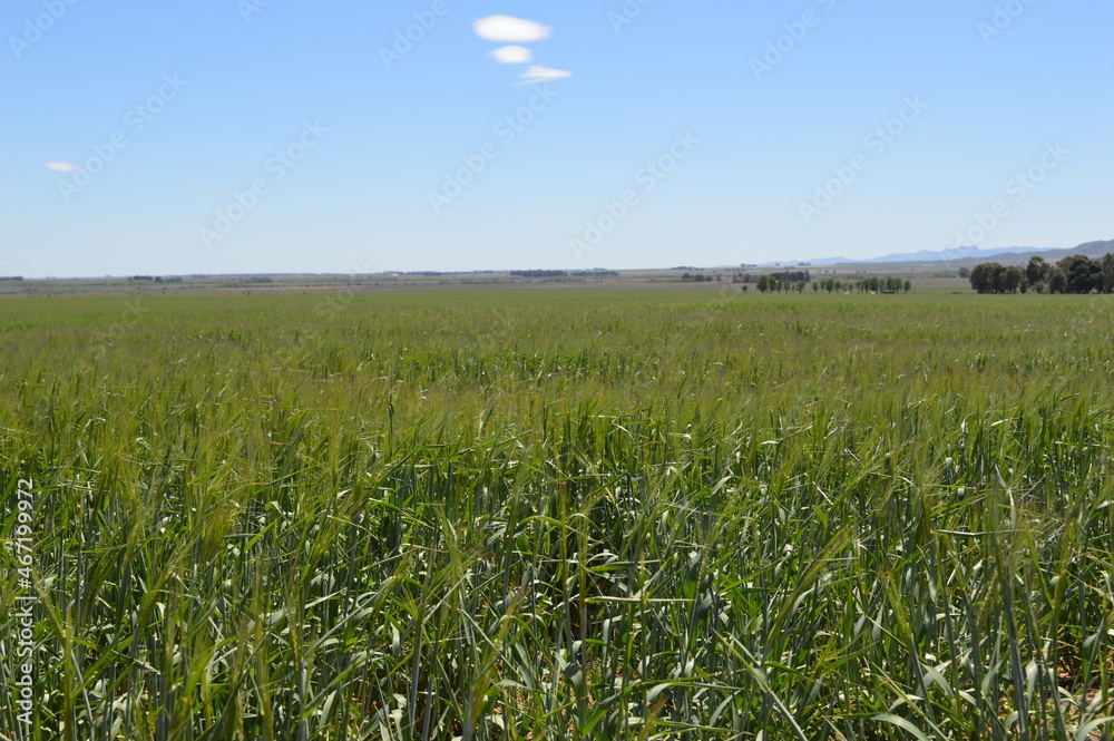 Pastura campo verde con cielo celeste Pastura campo verde con cielo celeste