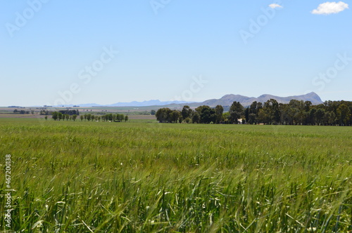 sierras con campo verde y cielo azul celeste 