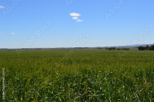 campo de pastura verde con cielo azul en argentina y una nuve 