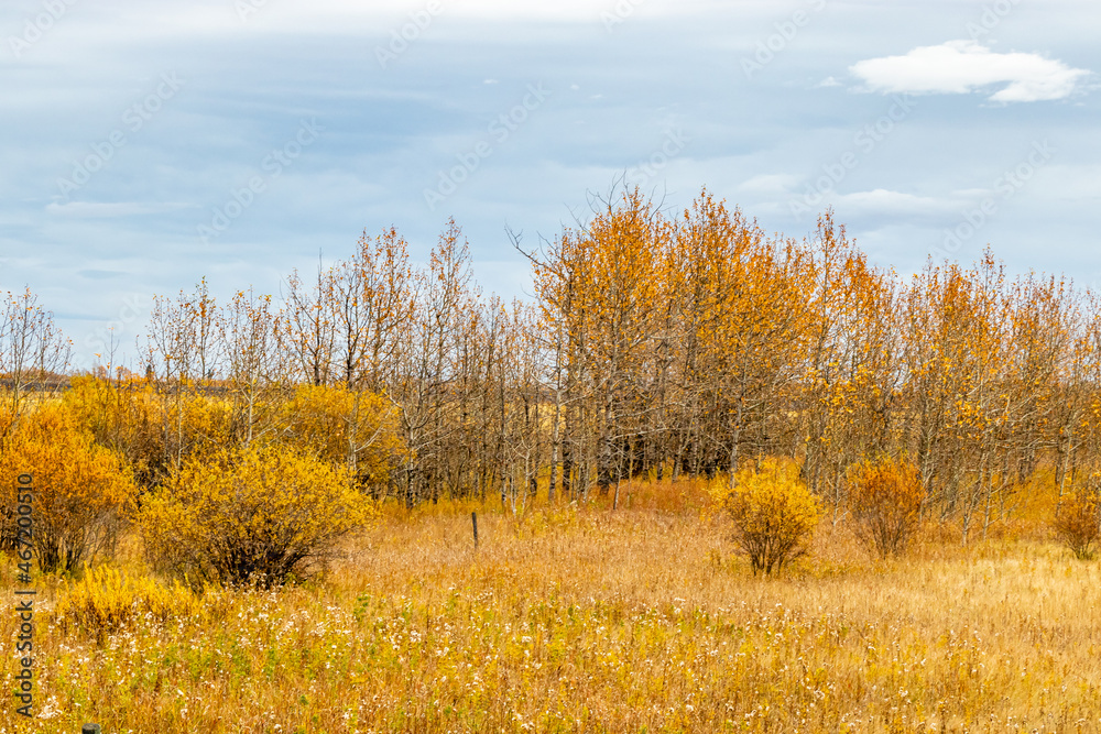 Fall foliage is a highlight on a drive through the county. Red Deer County, Alberta, Canada