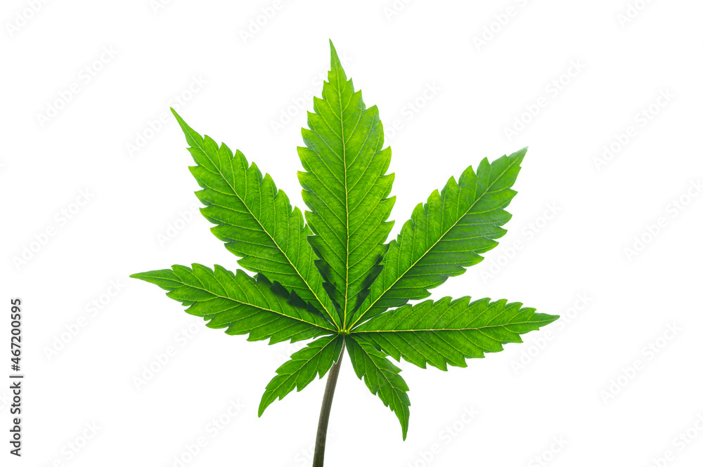 indica marijuana leaf on white background indica marijuana leaf on white background