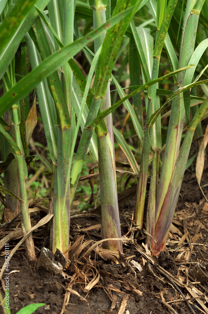 sugarcane in the garden