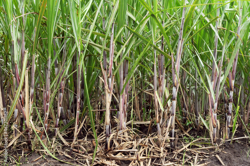 sugarcane plant