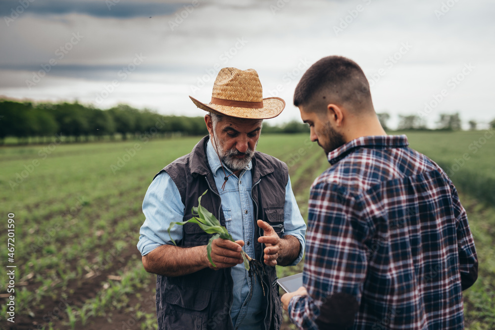 workers talking on corn field.