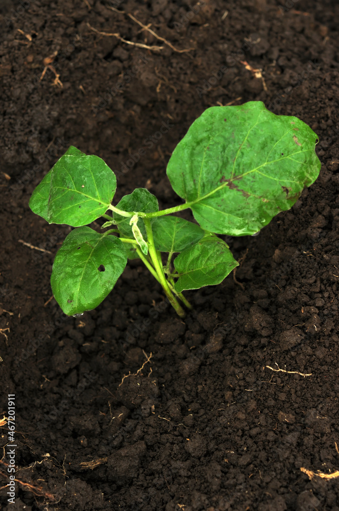 eggplant tree in the ground eggplant tree in the ground