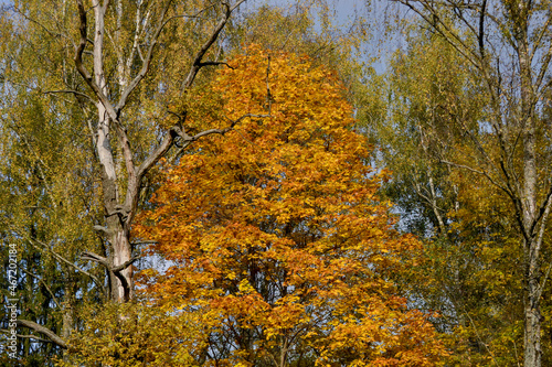 autumn forest. trees in the forest. yellow foliage. Autumn. Russia, odintsovo. lazutinoy track