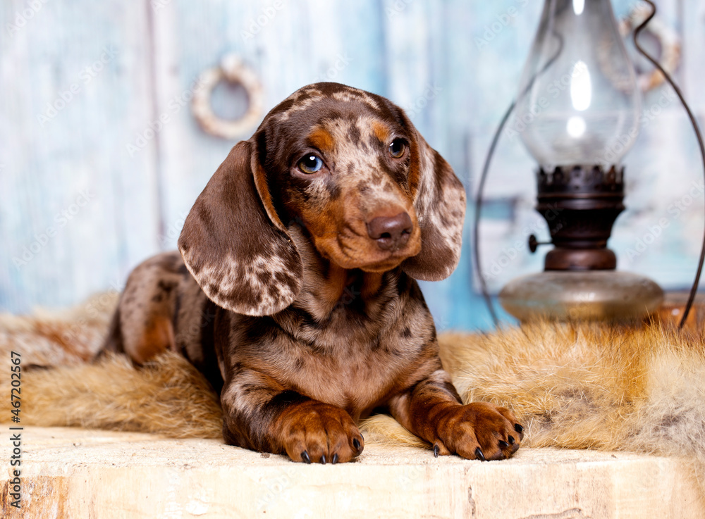 Dogs dachshunds puppy on white background, dog portrait Dogs dachshunds puppy on white background, dog portrait