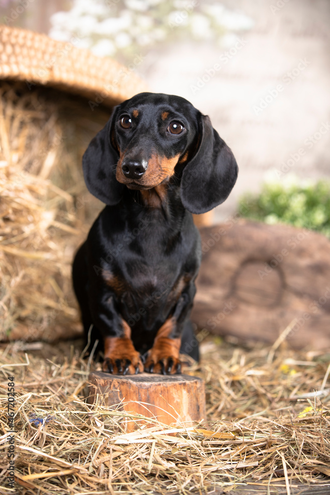 dachshund dog black tan color, портрет на ферме, такса крысолов