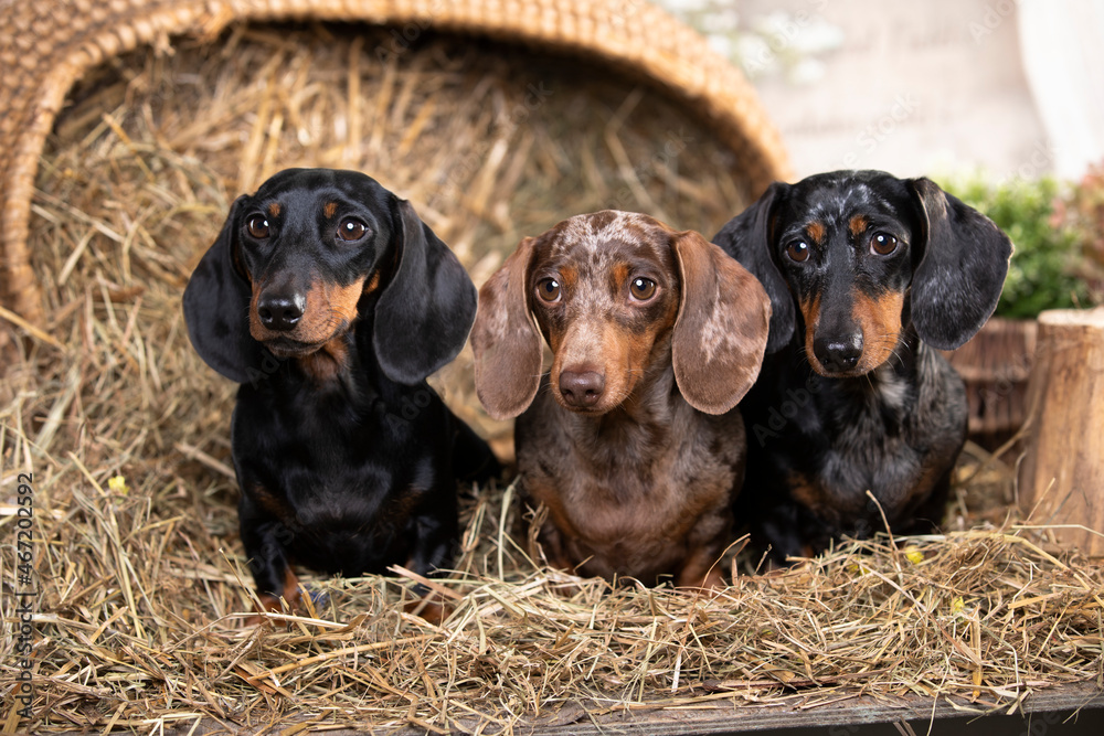 group Dogs dachshunds, puppies of small rabbit dachshunds of different colors, marbled color