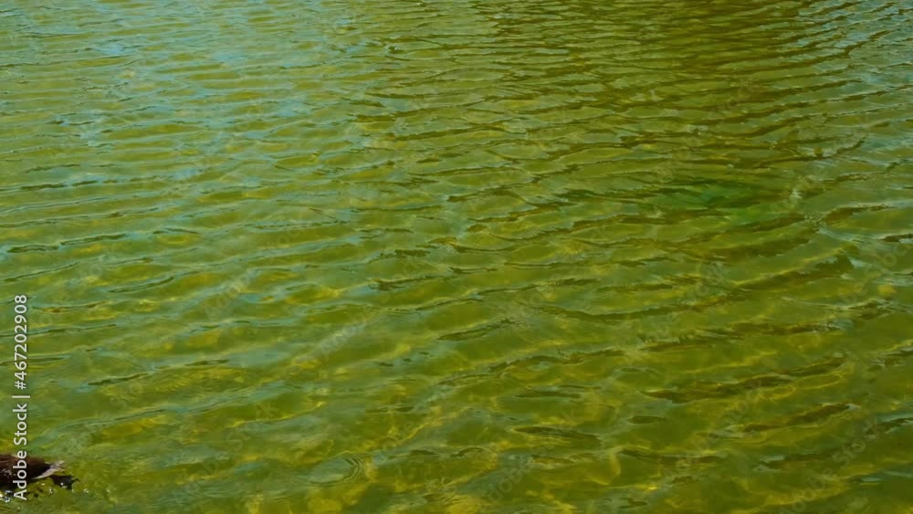 A duck swims on green water in a fountain. A duck swims on green water in a fountain.