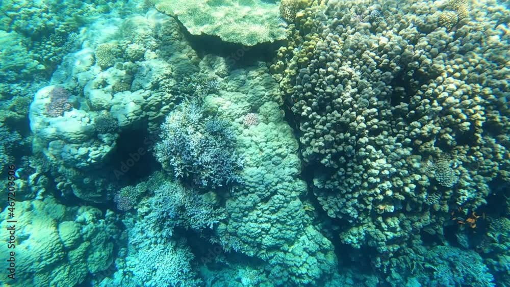 Red Sea coral reefs during sunny summer day. Red Sea coral reefs during sunny summer day.