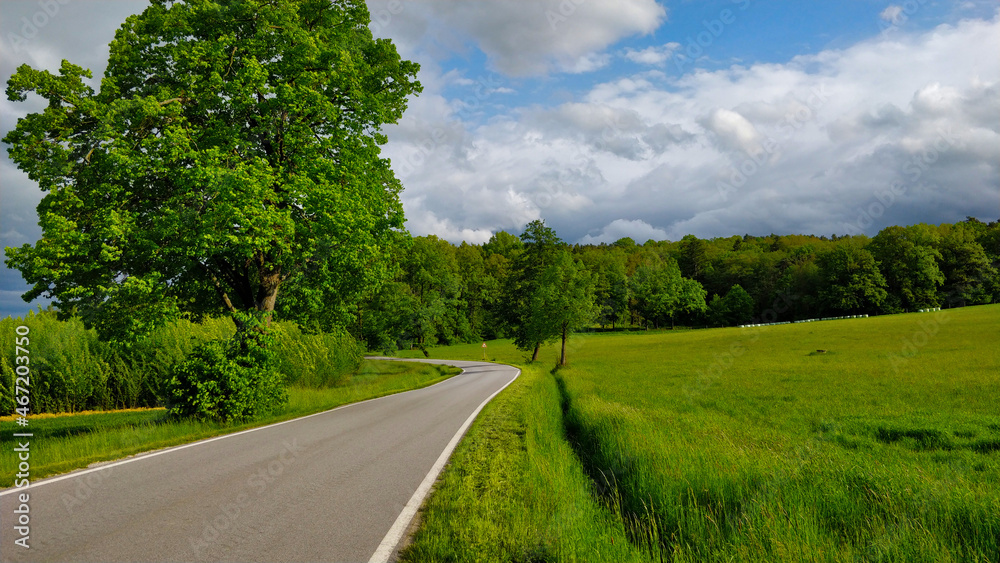 Road going through South Bohemian countryside during beautiful spring weather. There is a grassland and a forest in the background and big tree in the foreground. Road going through South Bohemian countryside during beautiful spring weather. There is a grassland and a forest in the background and big tree in the foreground.