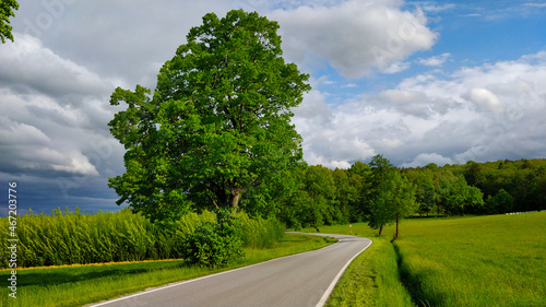 Road going through South Bohemian countryside around a big tree during beautiful spring weather. There is a grassland and a forest in the background.