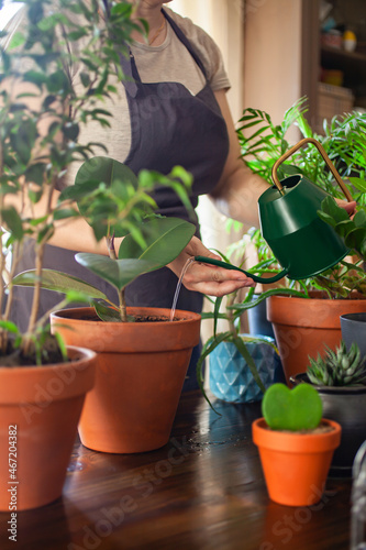 The woman waters a flower. Hands in a shot. Collection of home flowers and succulent plants in different pots.