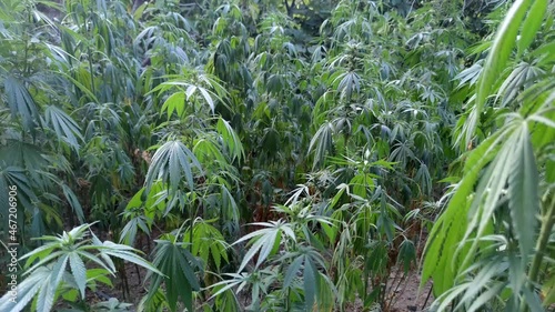 Marijuana plant at outdoor cannabis farm field, Hemp Field. photo