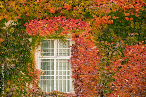 wall with wooden window and colorful creeper leafs in Vienna autumn season