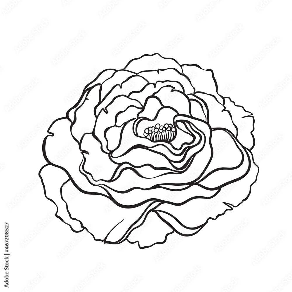 Rose flower in tattoo style isolated on white background. Vector illustrations. Romantic wedding elements. Valentine's day. coloring book page for adults and kids.