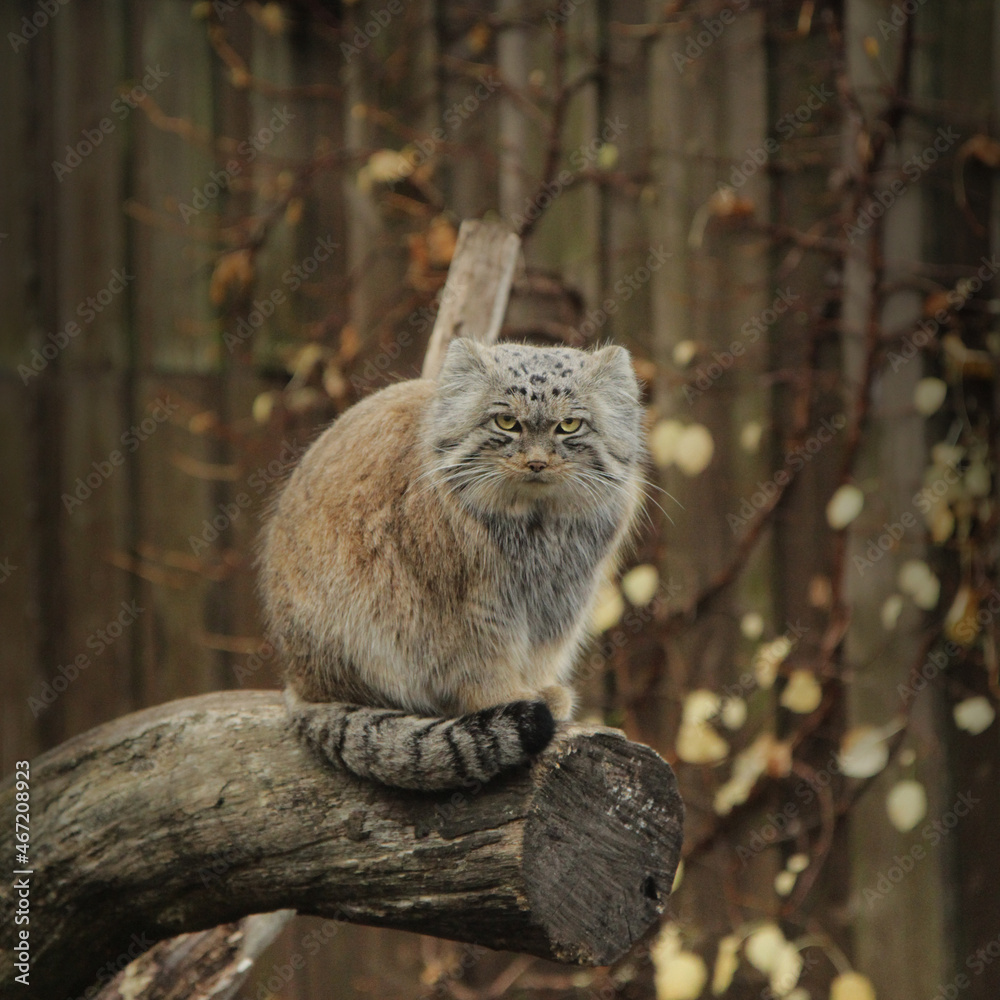 Naklejka premium manul cat (Otocolobus manul)