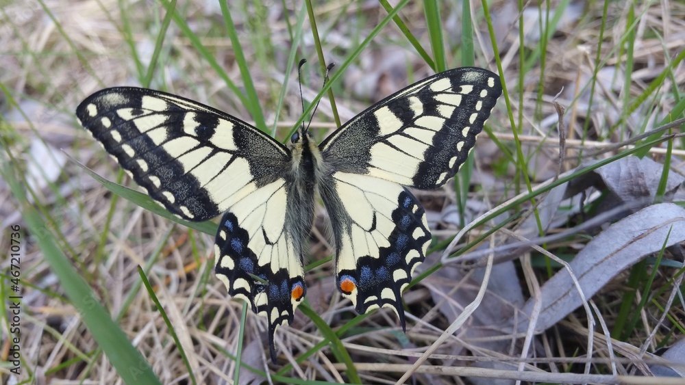 Fototapeta premium butterfly on a grass