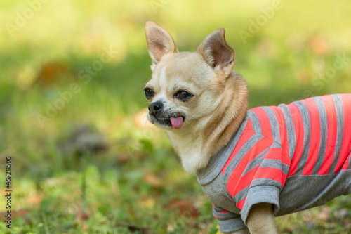 Brown chihuahua in pink and gray striped shirt photo