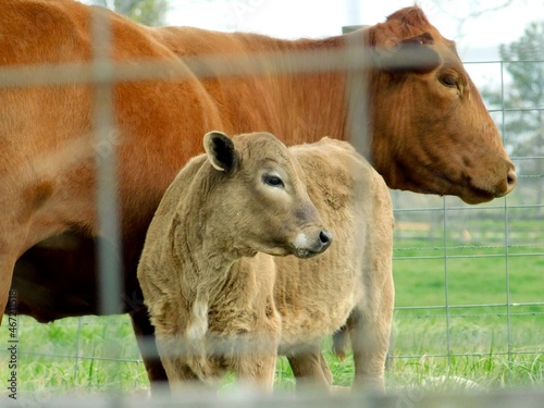 Brown cow and offspring on green grass field behind fence photo