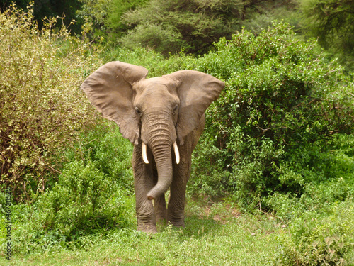 Brown elephant walking on green grass field near trees photo