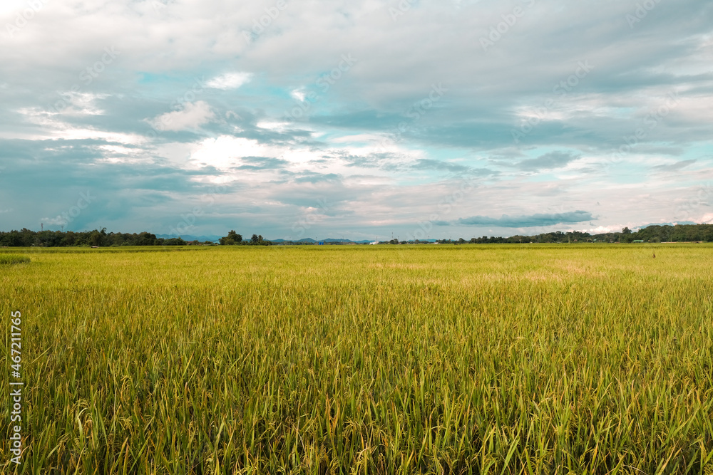 Rice filled and blue sky landscape view Rice filled and blue sky landscape view