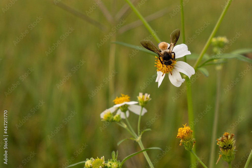 Bees sucking nectar from flowers in the field. Bees sucking nectar from flowers in the field.