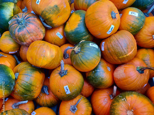 Detail of a lot of big orange pumpkins put into the big and marked with number of their actual size.