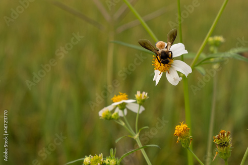 Bees sucking nectar from flowers in the field. © thanakorn