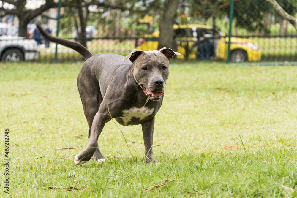 Pit bull dog playing and having fun in the park. Selective focus