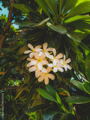 Wallpaper Mural Frangipani in bloom on tree Torontodigital.ca