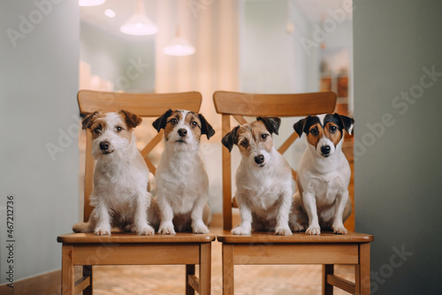 Four tricolor Jack Russell dogs on two wooden chairs indoor photo