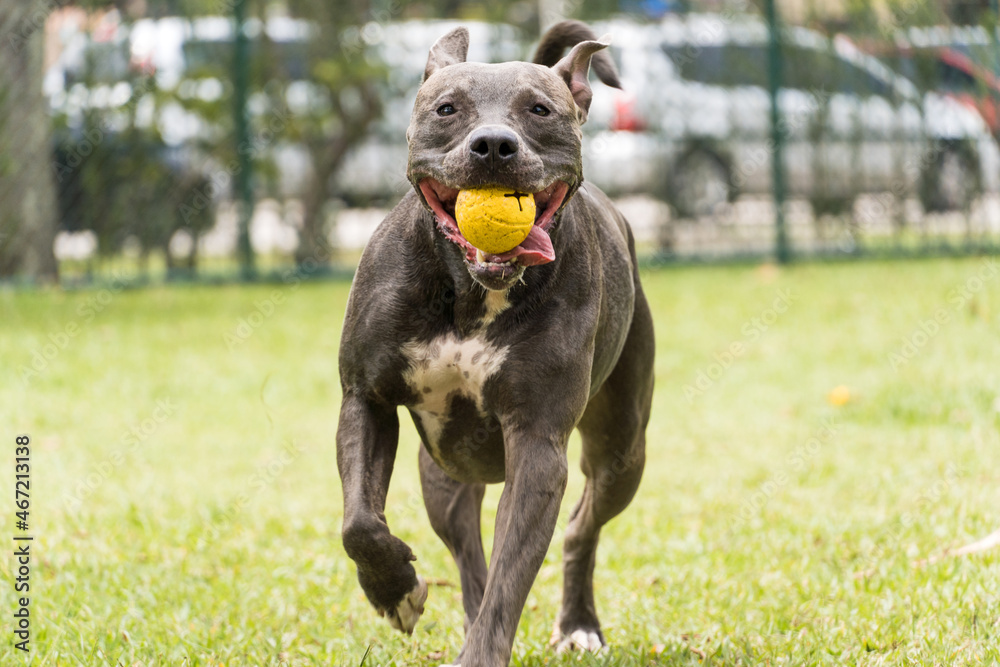 Pit bull dog playing and having fun in the park. Selective focus