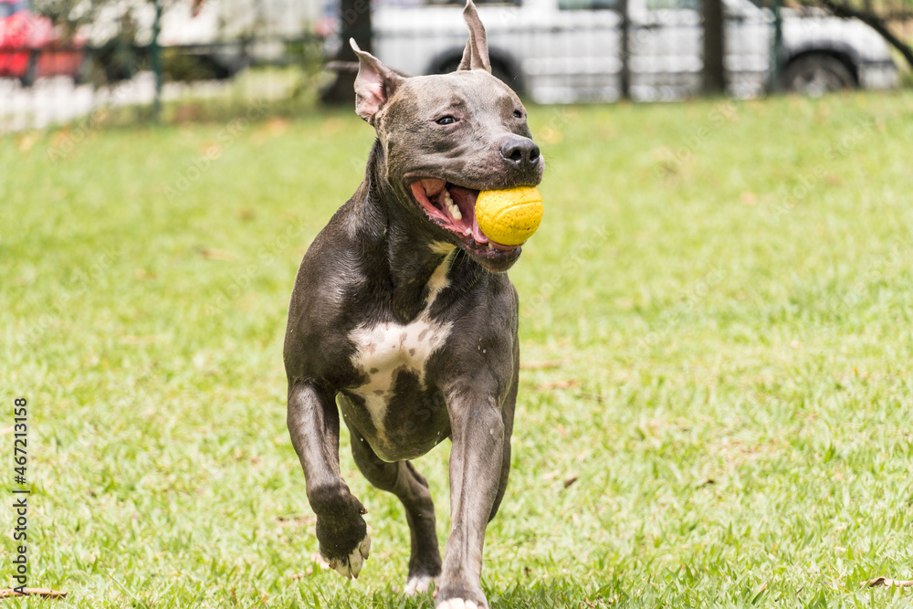 Pit bull dog playing and having fun in the park. Selective focus Pit bull dog playing and having fun in the park. Selective focus