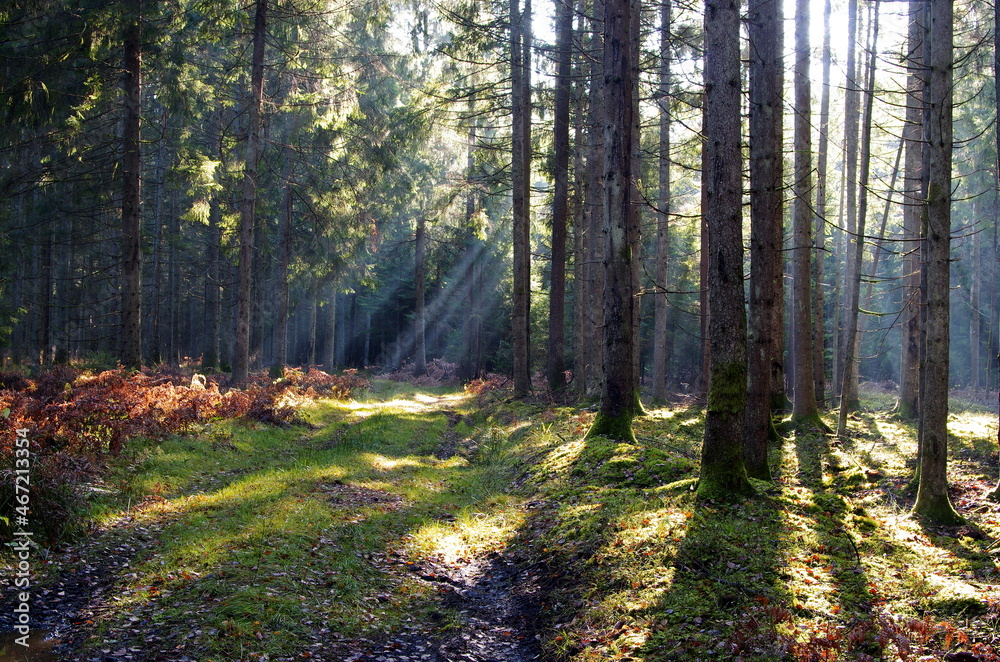 Obraz premium sun rays in the forest