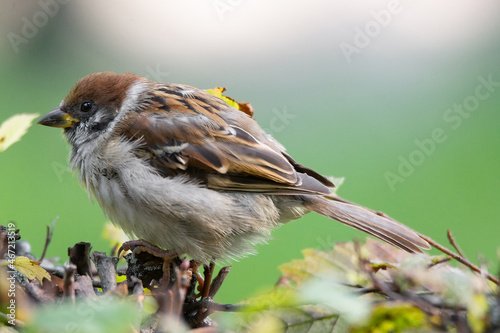 House sparrow on brown tree branch photo