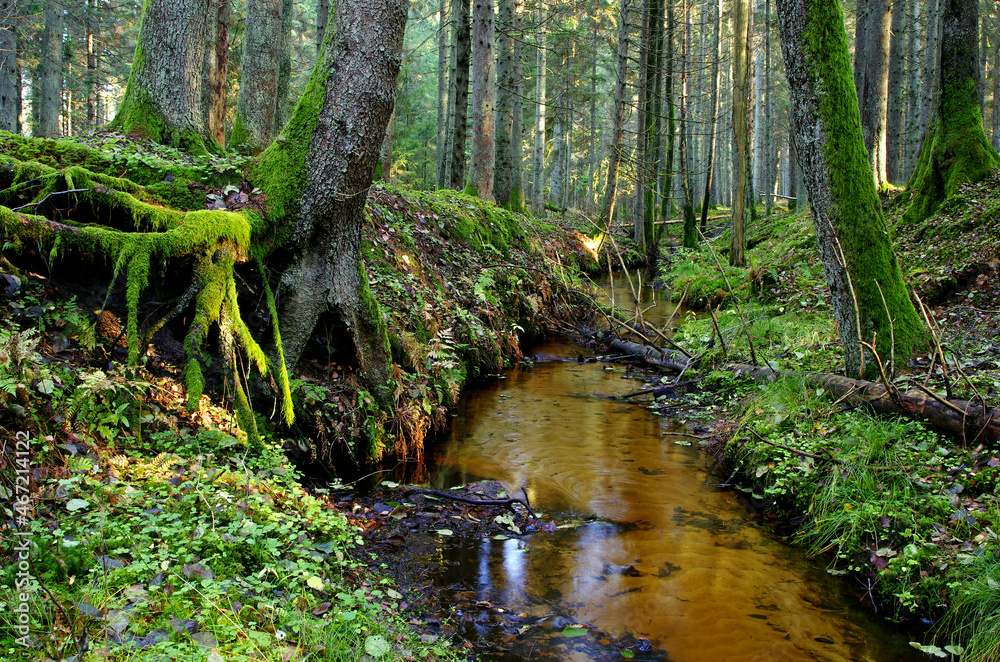 Fototapeta premium Stream in the forest,mossy trees around