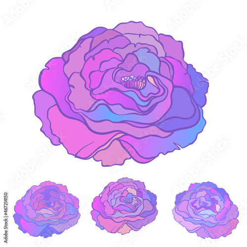 Rose flower in tattoo style isolated on white background. Vector illustration...